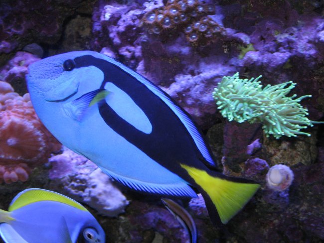  Paracanthurus hepatus (Palette Surgeonfish, Regal Tang, Blue Tang, Hippo Tang)